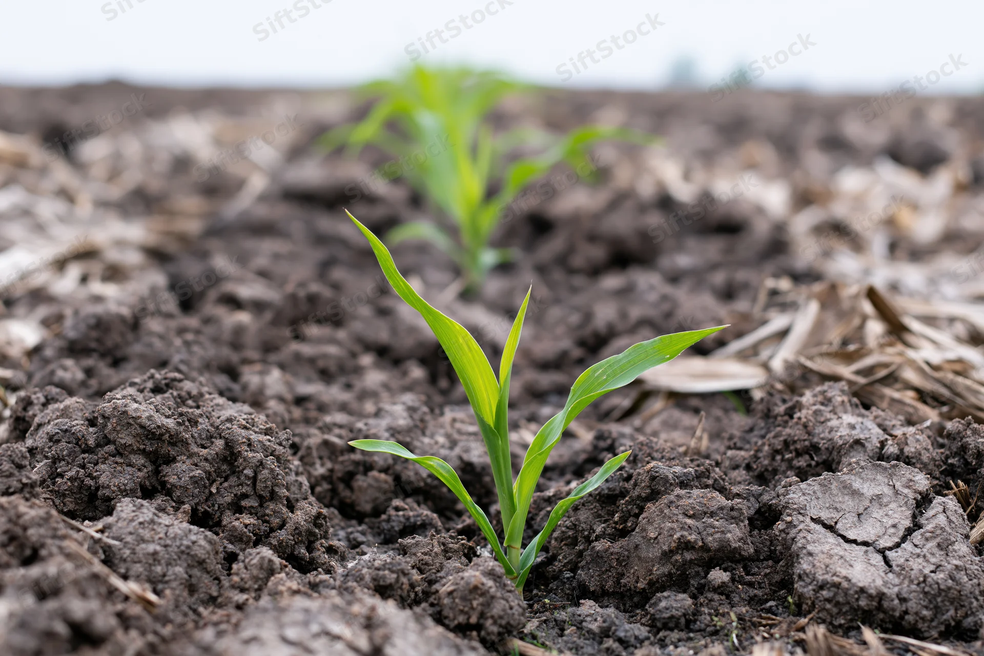 Young corn seedling emerging from dark clumped soil in a plowed field