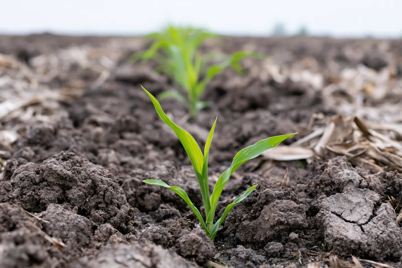 Young corn seedling emerging from dark clumped soil in a plowed field
