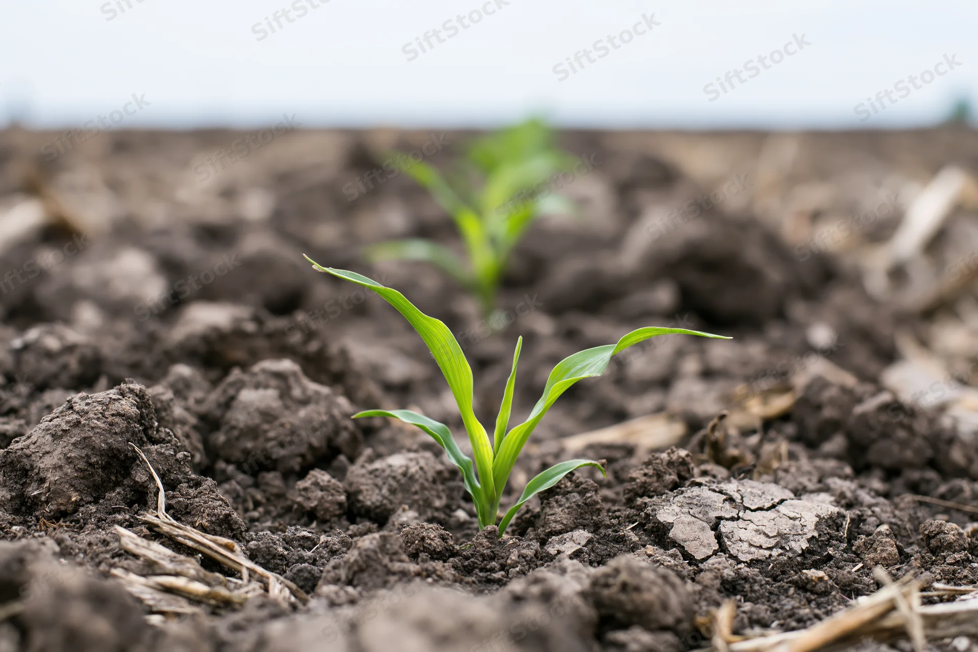 Young corn seedling emerging from dark clumped soil in a plowed field