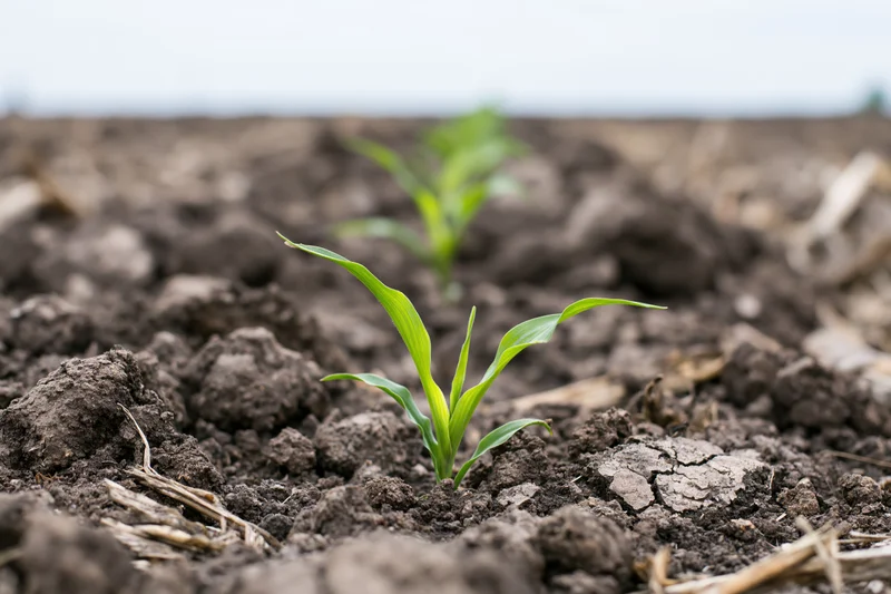 Young corn seedling emerging from dark clumped soil in a plowed field