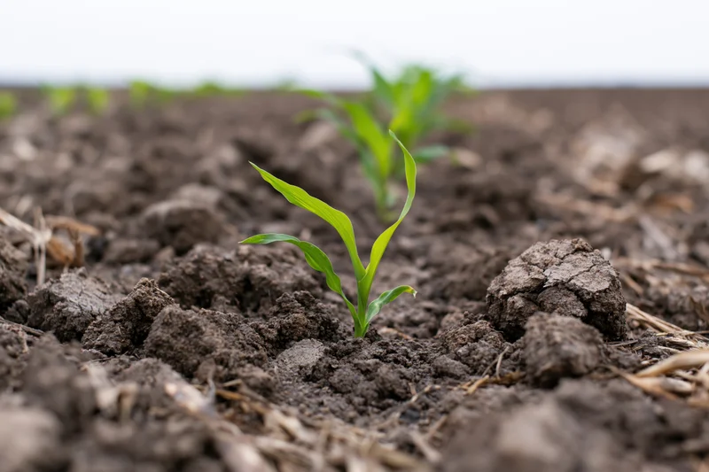 Young corn seedling emerging from dark clumped soil in a farm field