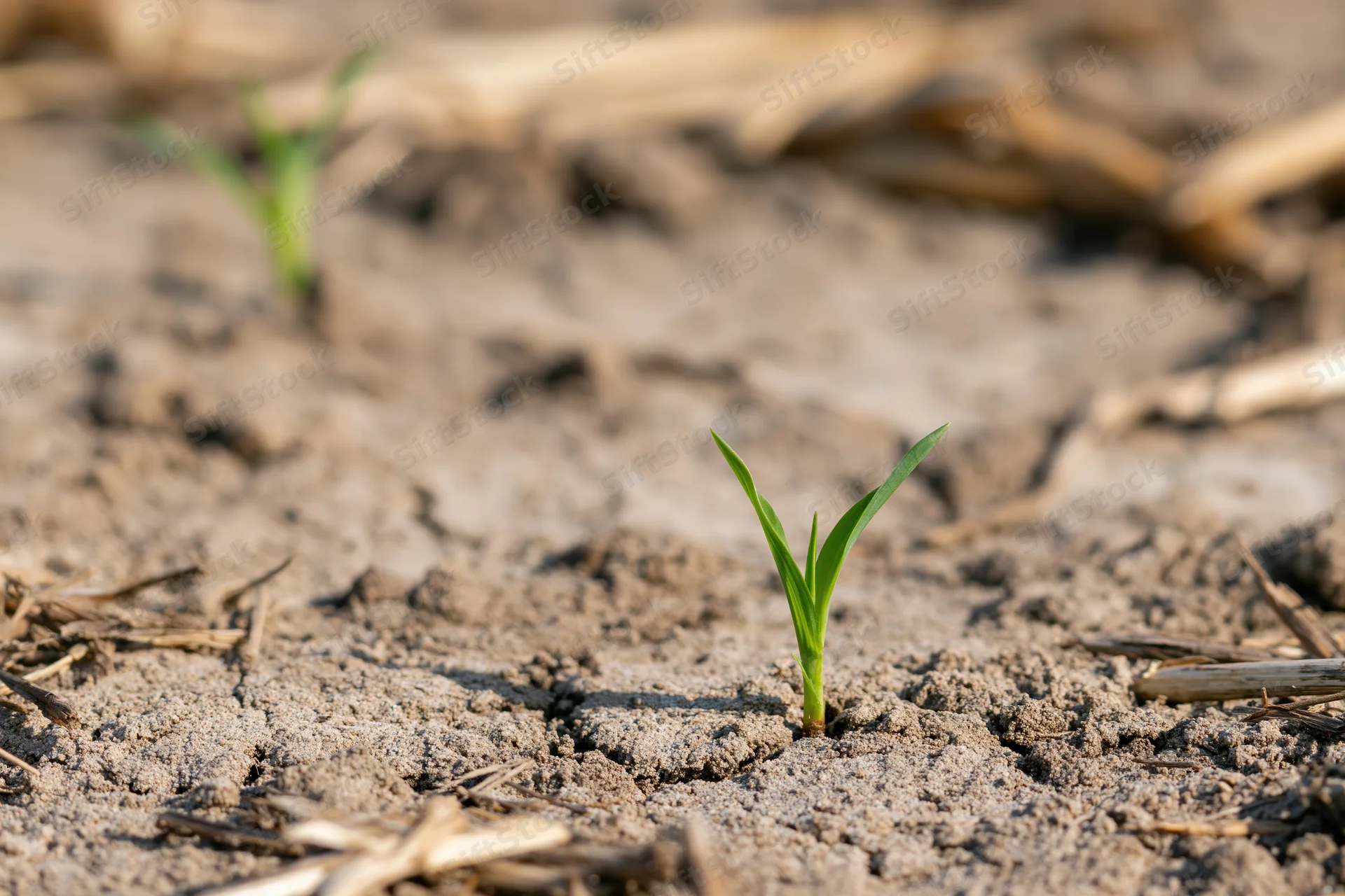 Young corn seedling emerging from dry cracked soil in a farm field