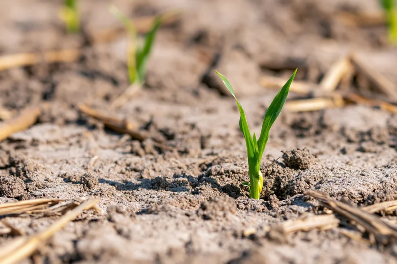 Young corn seedling emerging from dry cracked soil in a field