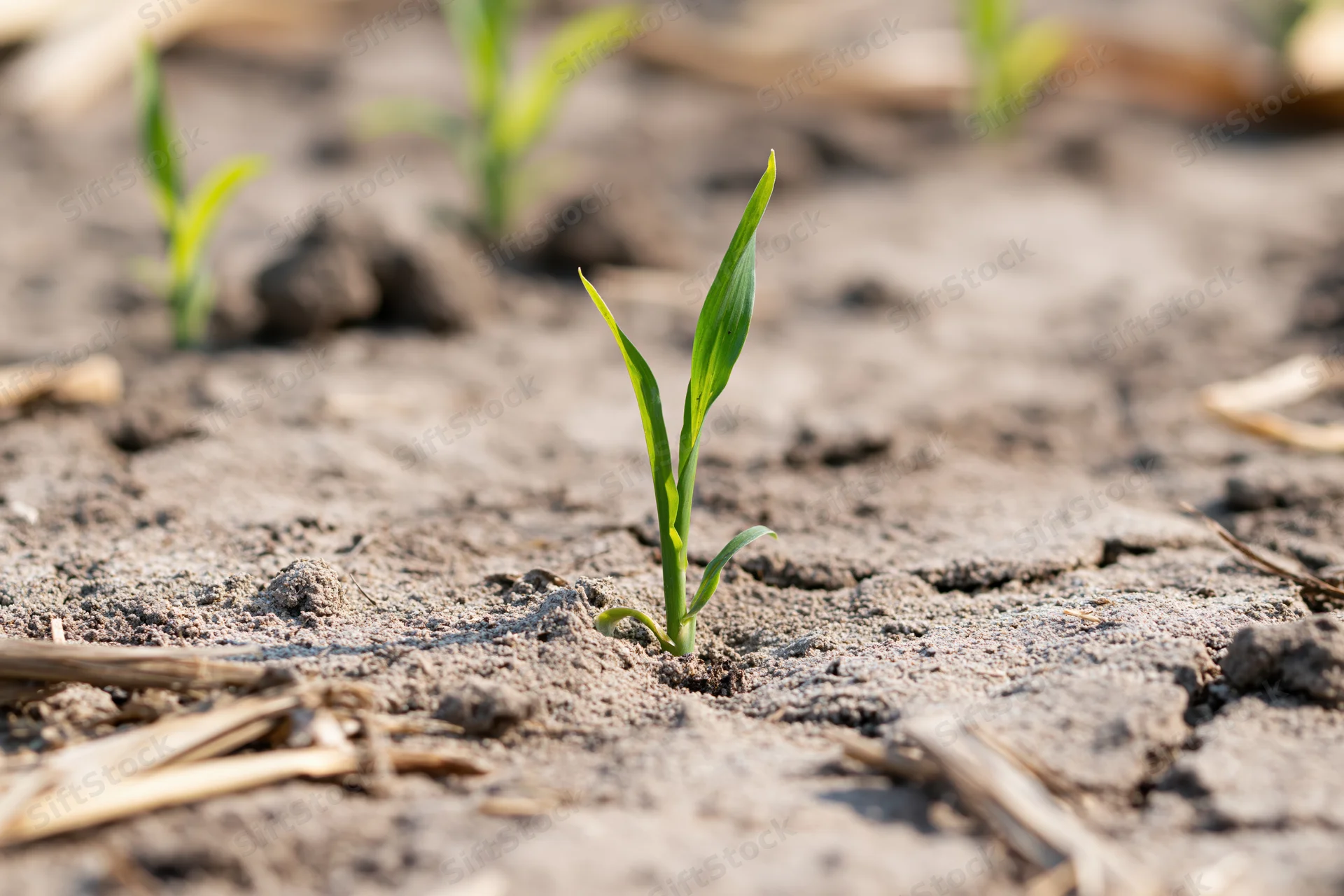 Young corn seedling emerging from dry cracked soil in a field