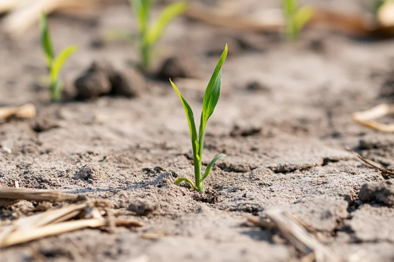 Young corn seedling emerging from dry cracked soil in a field