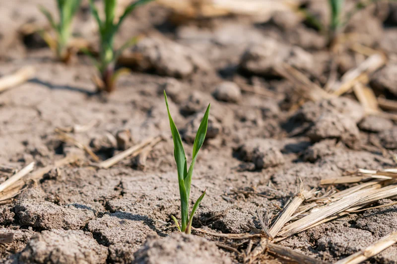 Young corn seedling emerging from dry cracked soil in a farm field