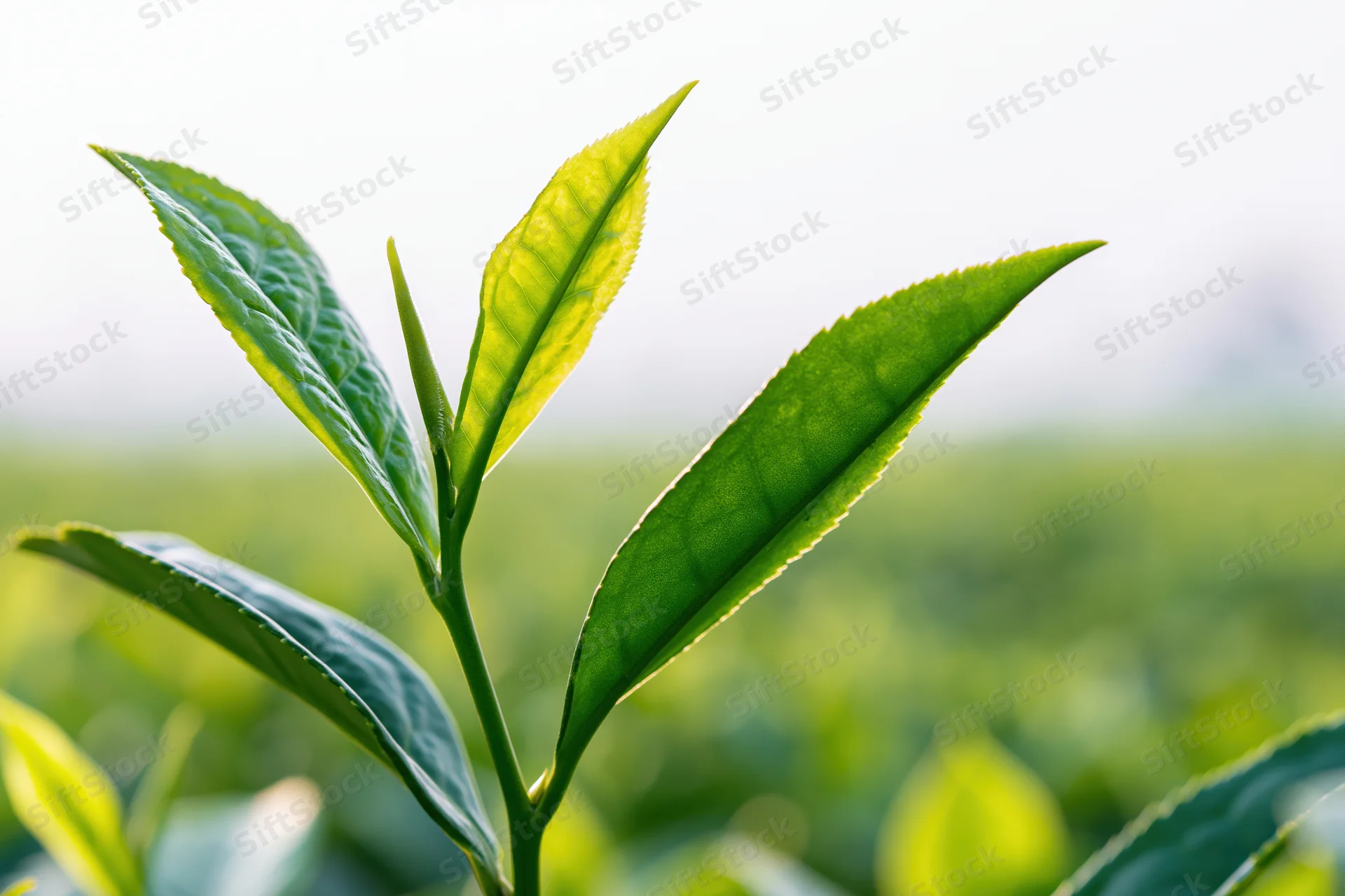 Close-up of young tea plant shoots with tender buds rising in a green field