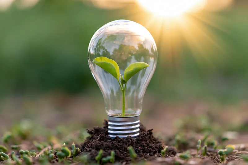 A clear glass lightbulb with a small green seedling growing inside, placed in soil under sunlight