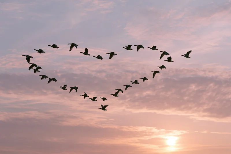 Flock of birds flying in v-formation against a sunset sky