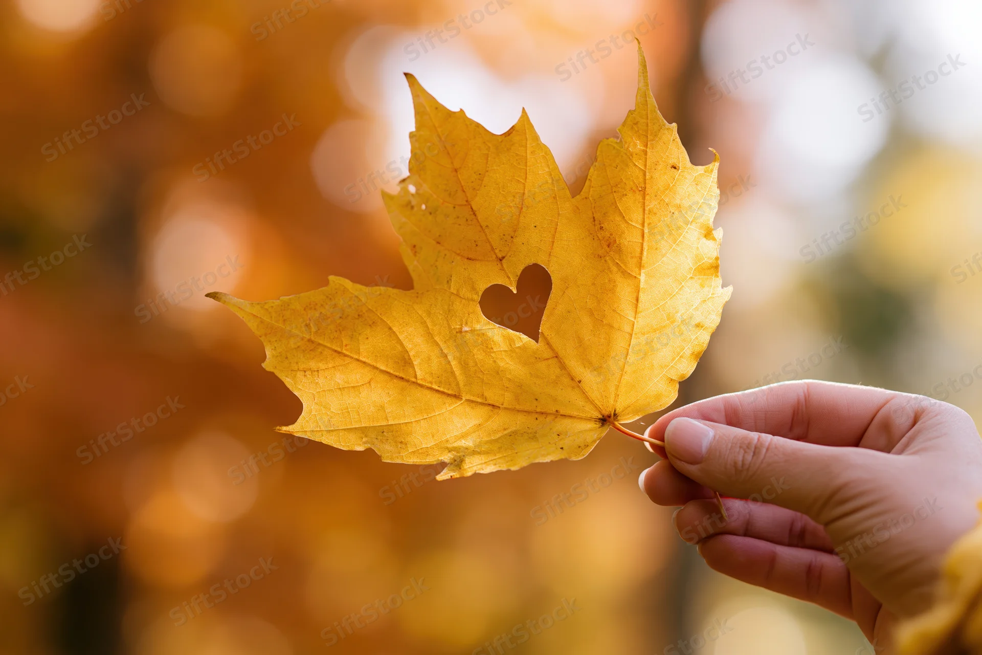 Hand holding golden maple leaf with heart-shaped hole against autumn bokeh background