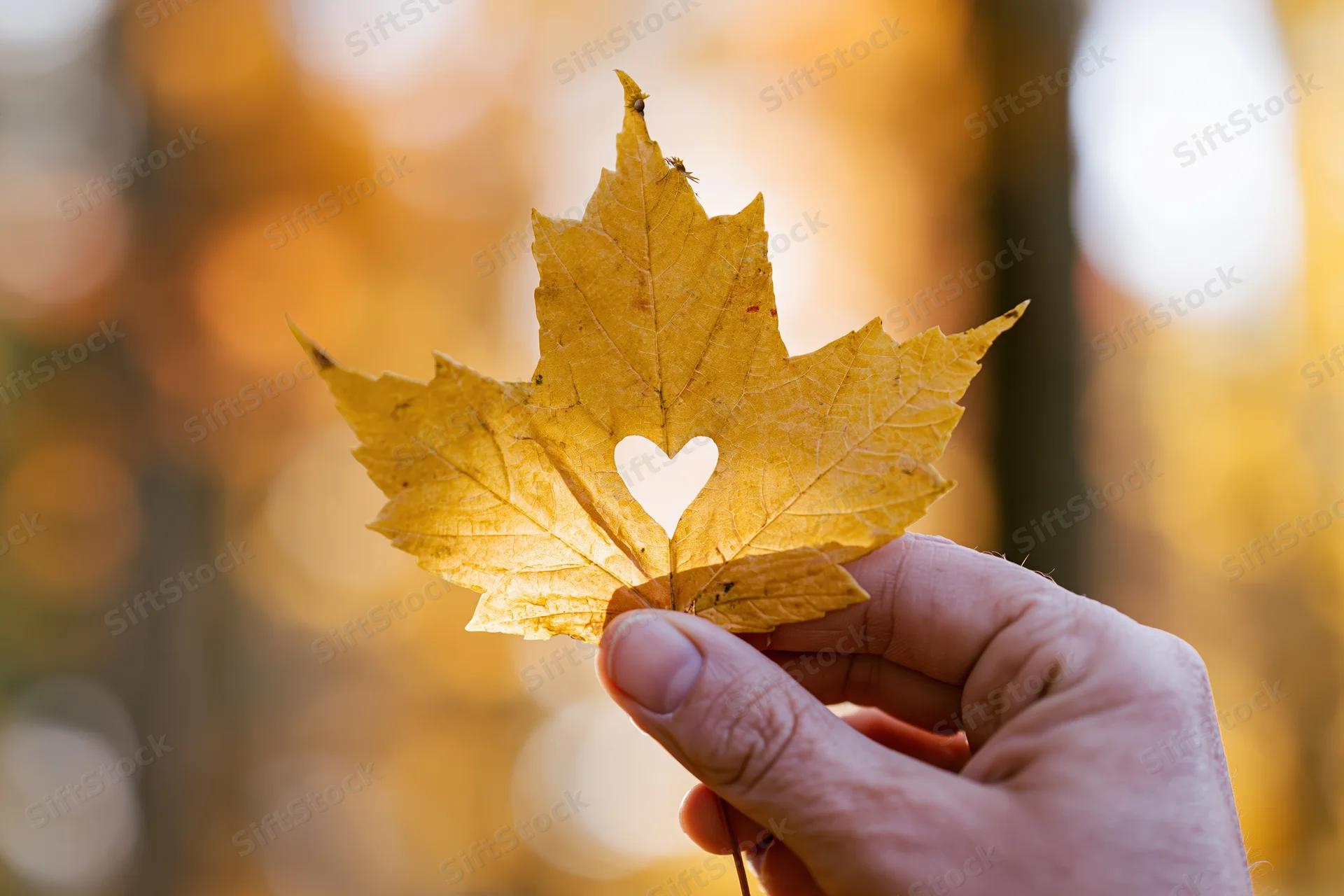 Hand holding golden maple leaf with heart-shaped hole against autumn forest backdrop