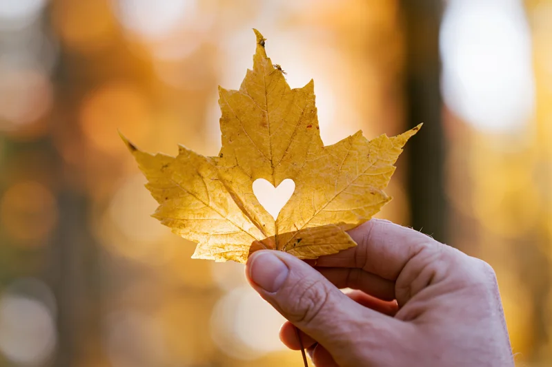 Hand holding golden maple leaf with heart-shaped hole against autumn forest backdrop