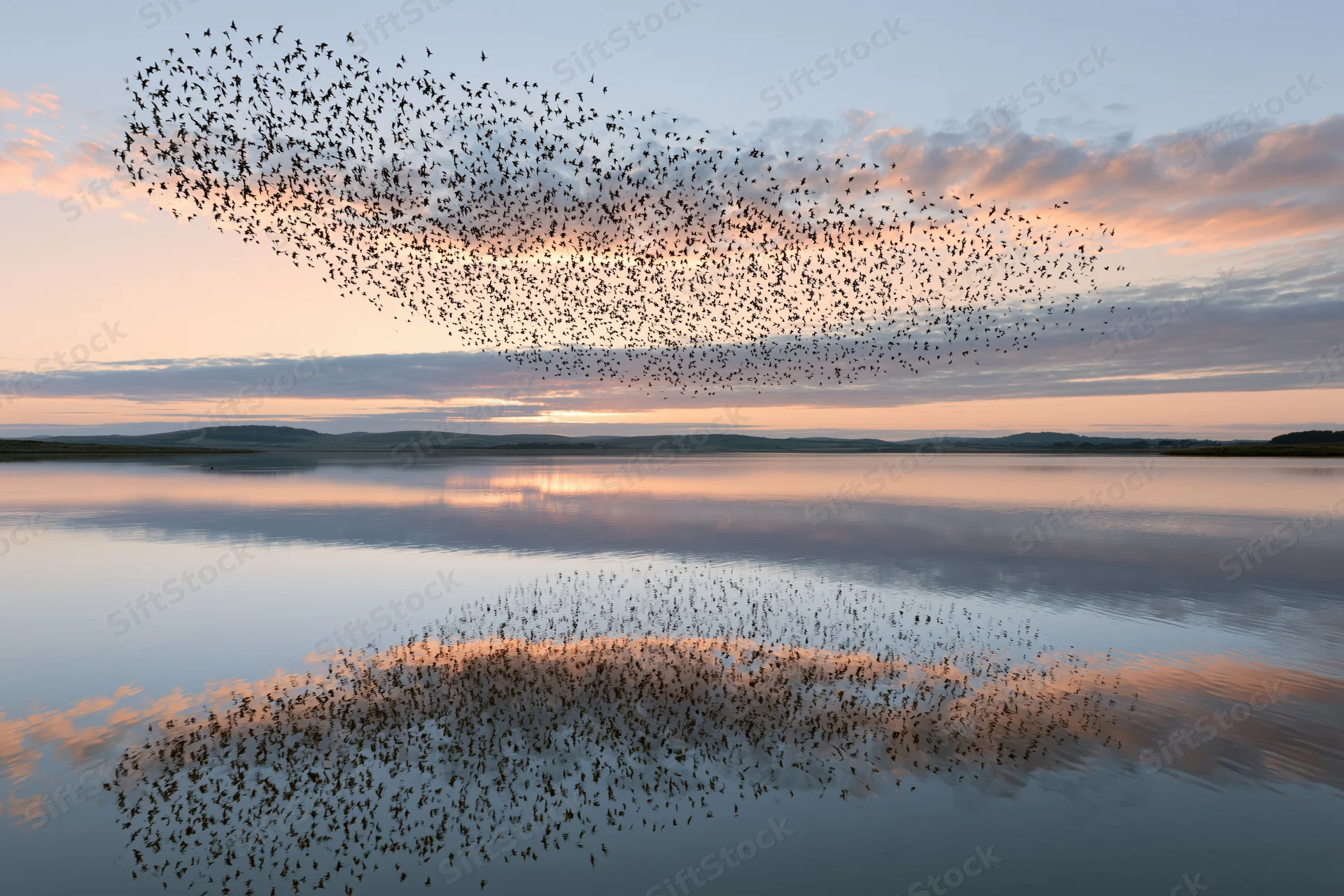 Murmuration of starlings swirling above a calm lake at sunset, reflected in the water