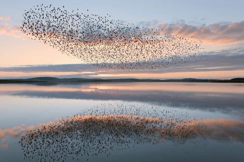 Murmuration of starlings swirling above a calm lake at sunset, reflected in the water