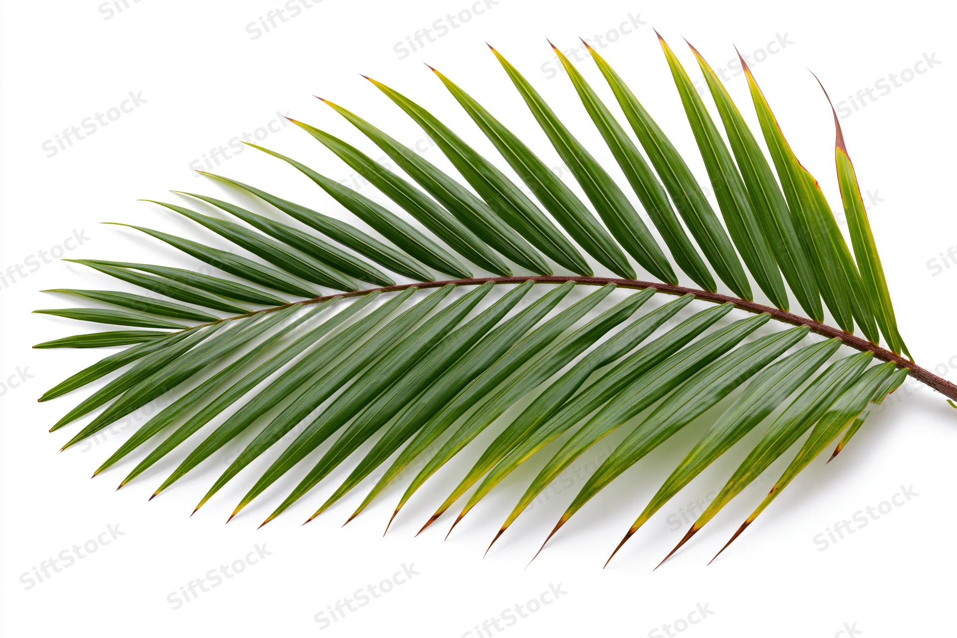 A single coconut palm frond arching gracefully isolated on white background
