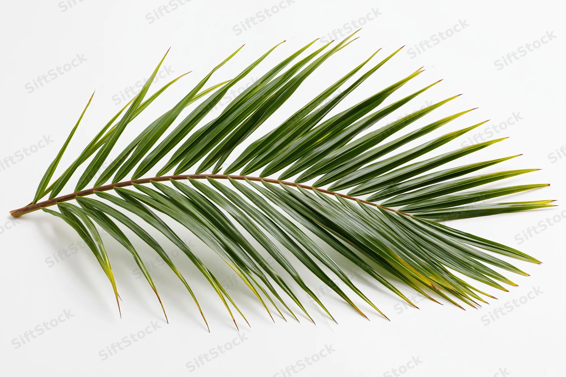 A single coconut palm frond lying flat on a white surface