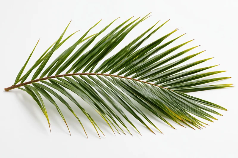 A single coconut palm frond lying flat on a white surface