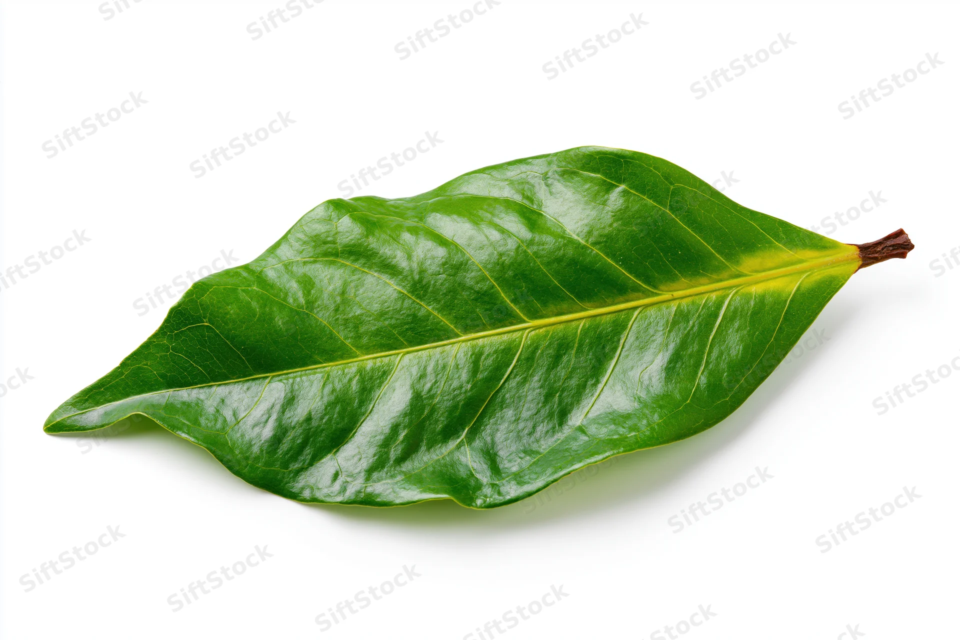 Single fresh green leaf with visible veins lying flat on white background