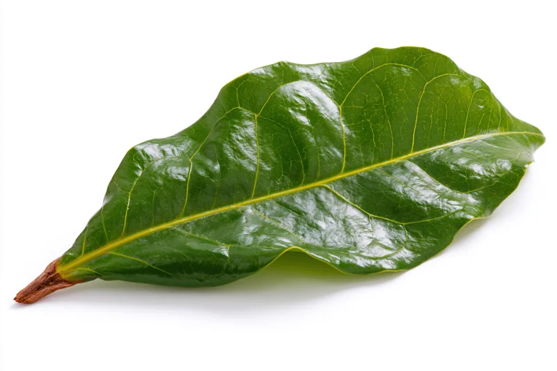 Single fresh green leaf with visible veins lying flat on white background
