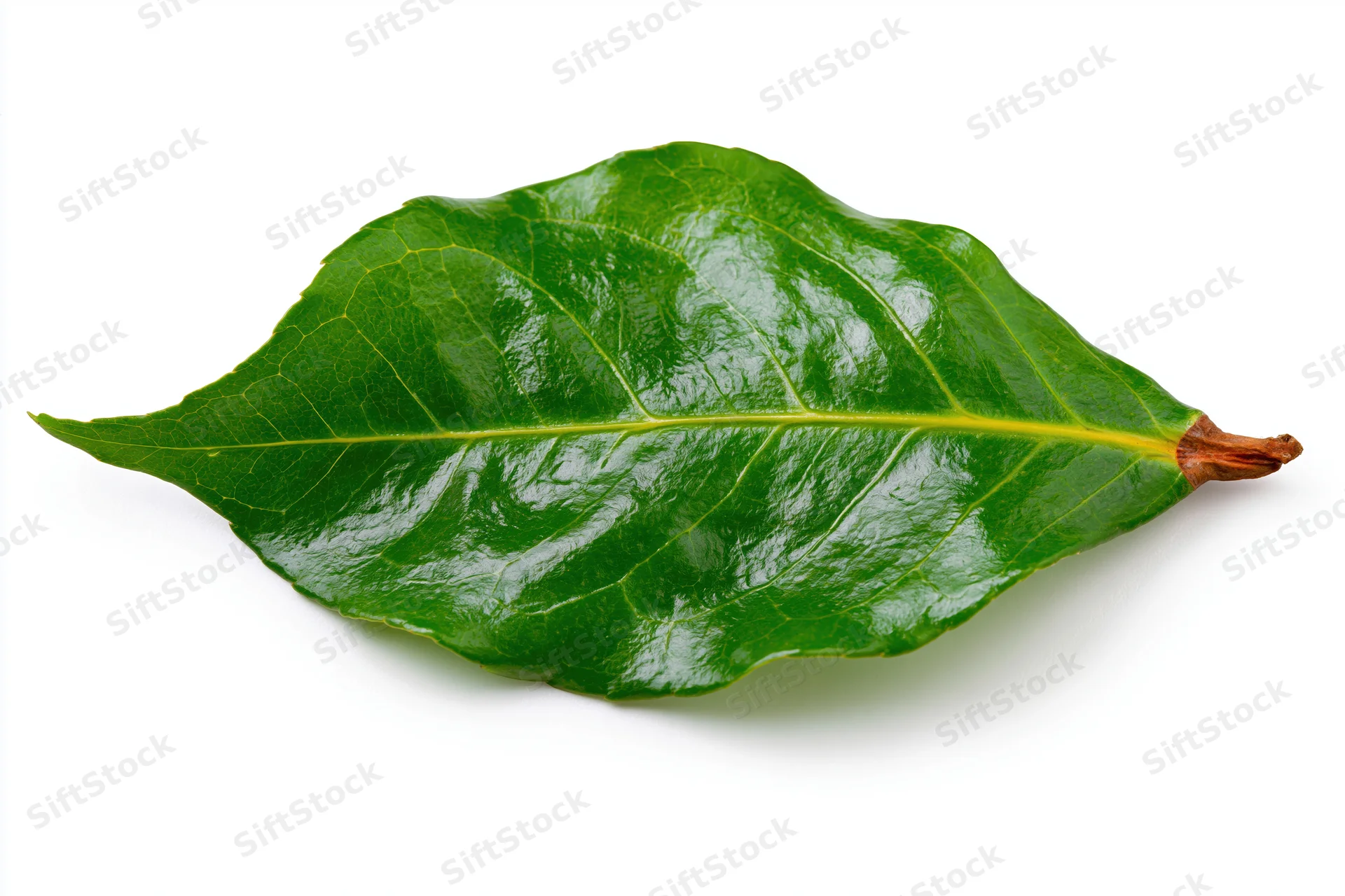 Single fresh green leaf with visible veins lying flat on white background