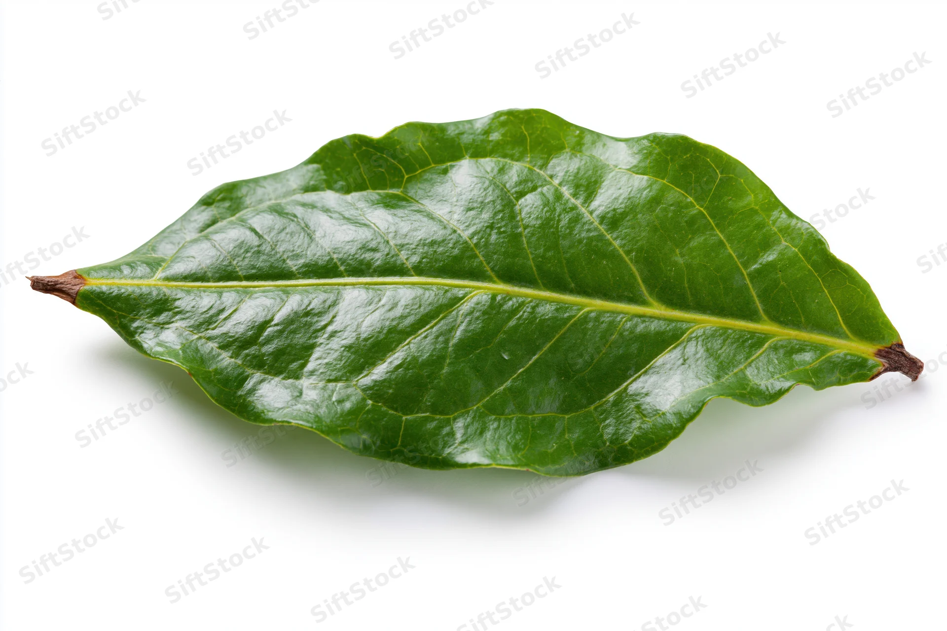 Single fresh green leaf with visible veins lying flat on white background