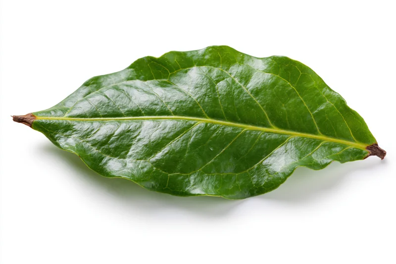 Single fresh green leaf with visible veins lying flat on white background