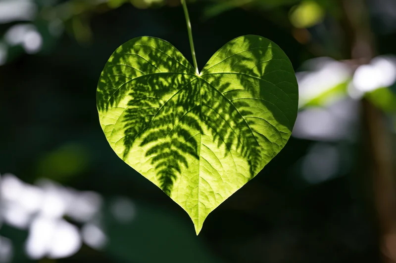 Heart-shaped green leaf backlit by dappled sunlight in a natural outdoor setting