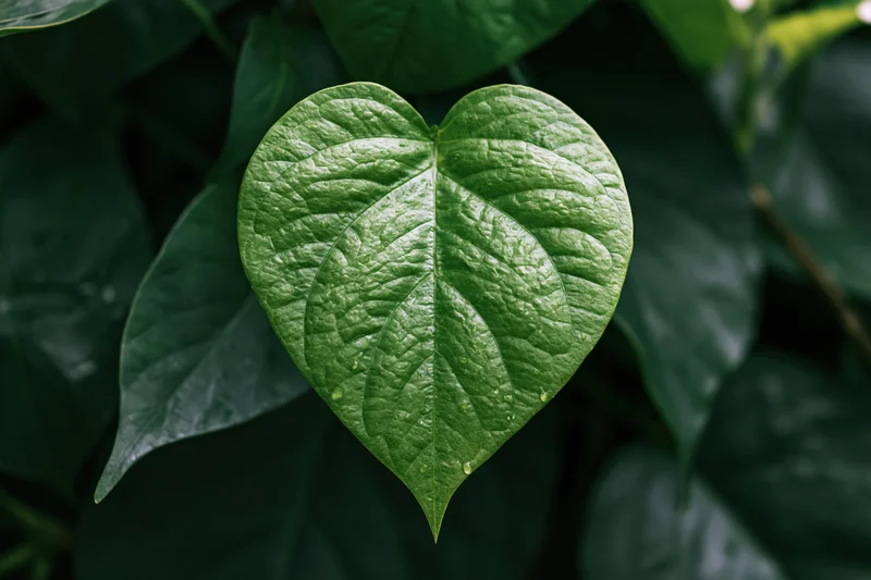 Heart-shaped green tropical leaf centered among dense foliage