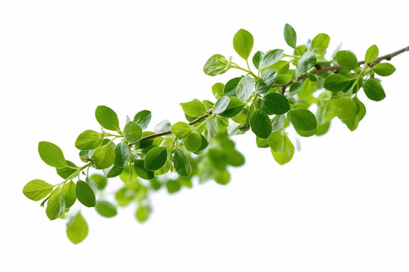 A leafy tree branch with small green leaves isolated on white background