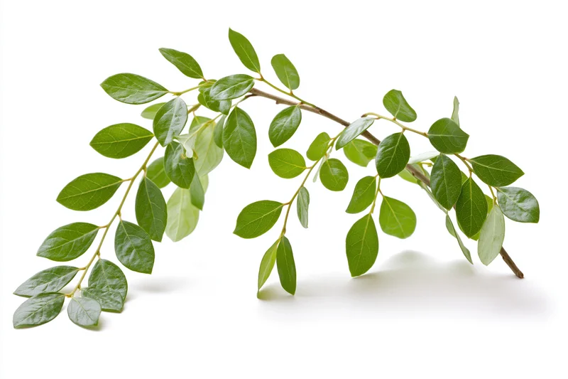 A leafy tree branch with clusters of small green leaves isolated on white background