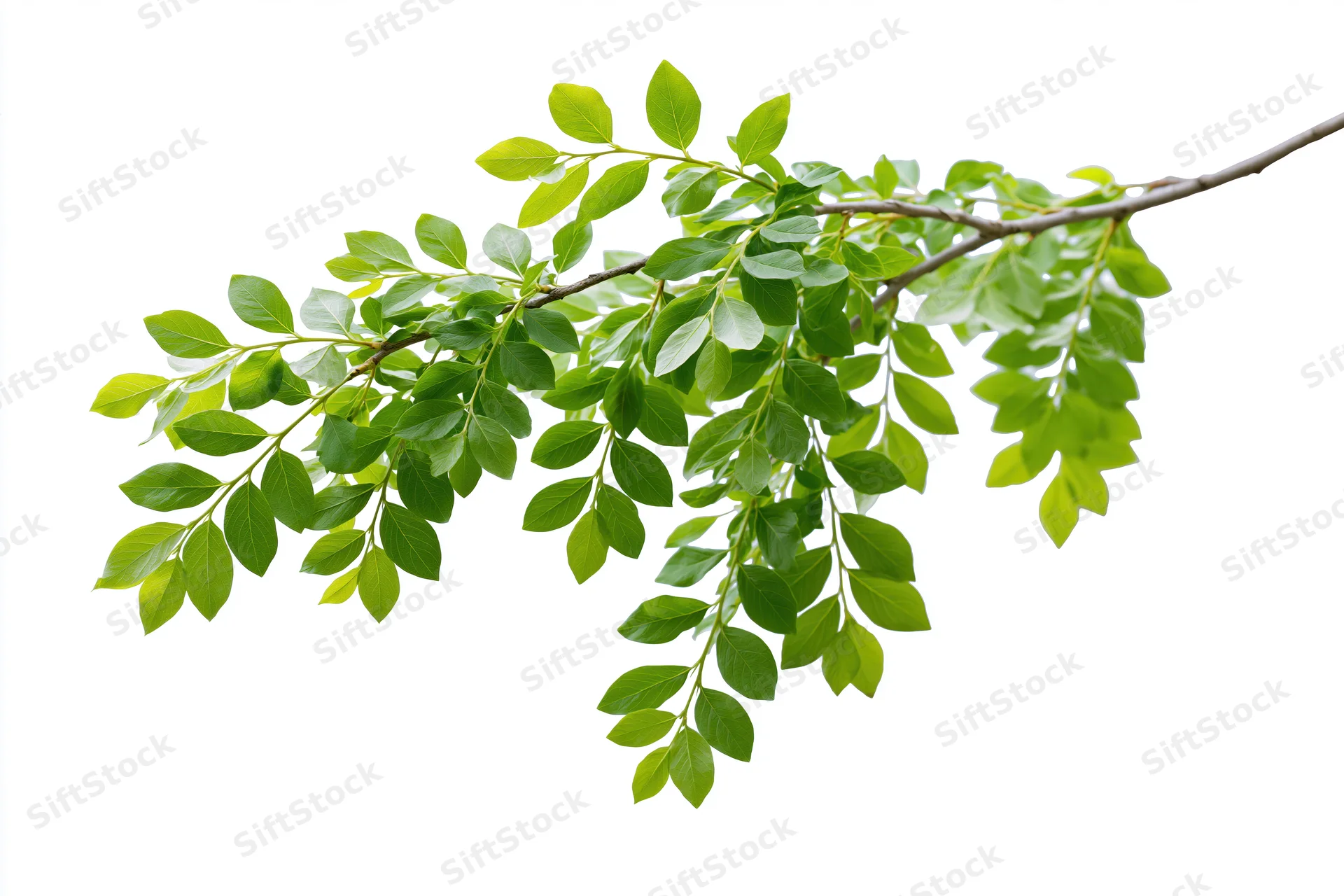 A leafy tree branch with clusters of small green leaves isolated on white