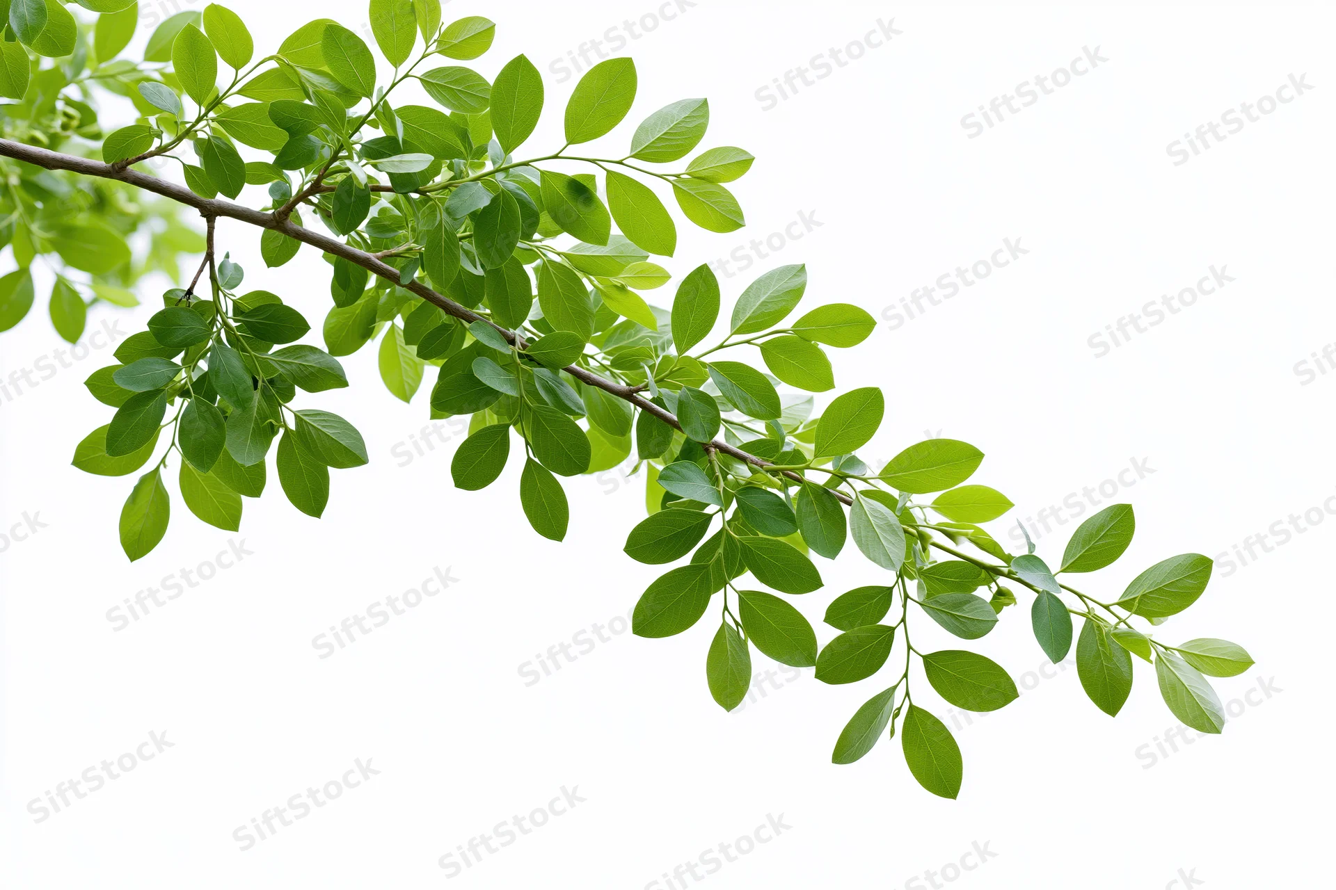 A leafy tree branch with small green leaves extending diagonally across a white background