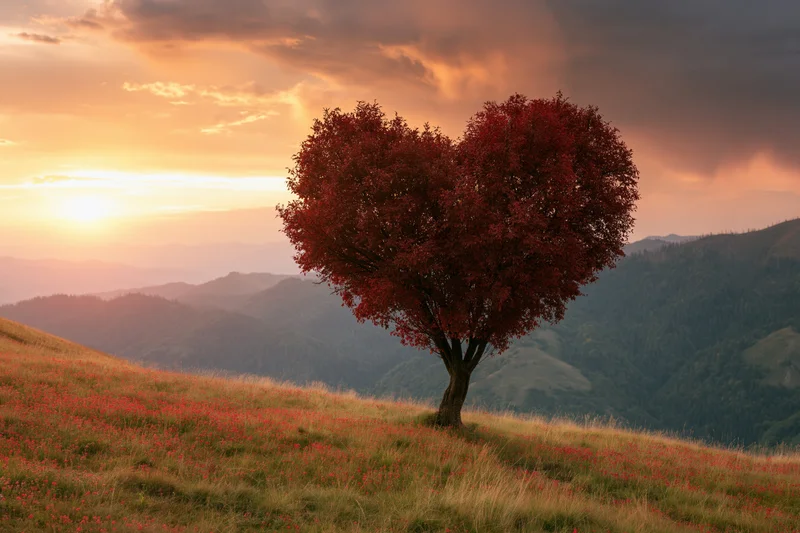Heart-shaped tree with crimson foliage on a hillside at sunset overlooking mountains and meadow