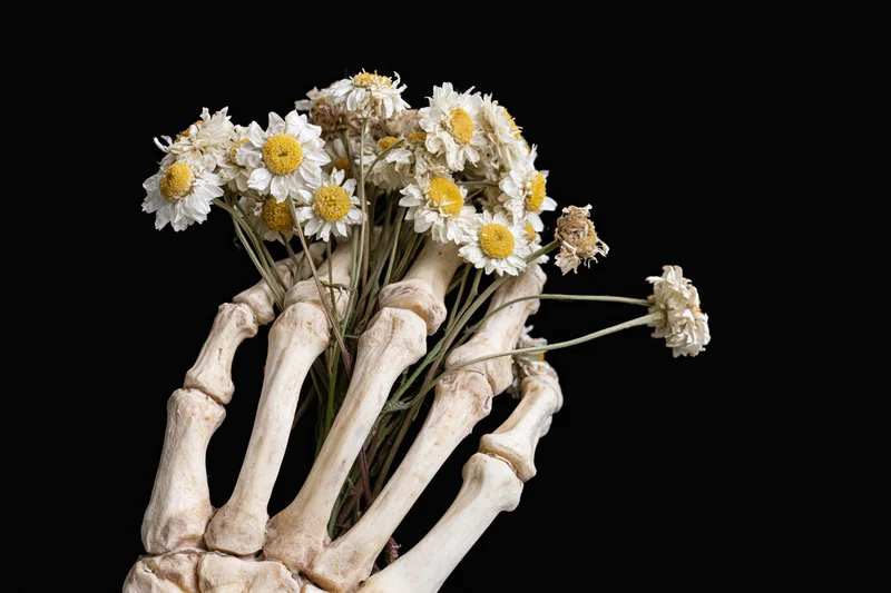 Skeletal hand clutching a bunch of wilting white daisies against black background