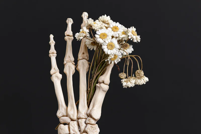 Skeletal hand holding a bouquet of dried white daisies against black background