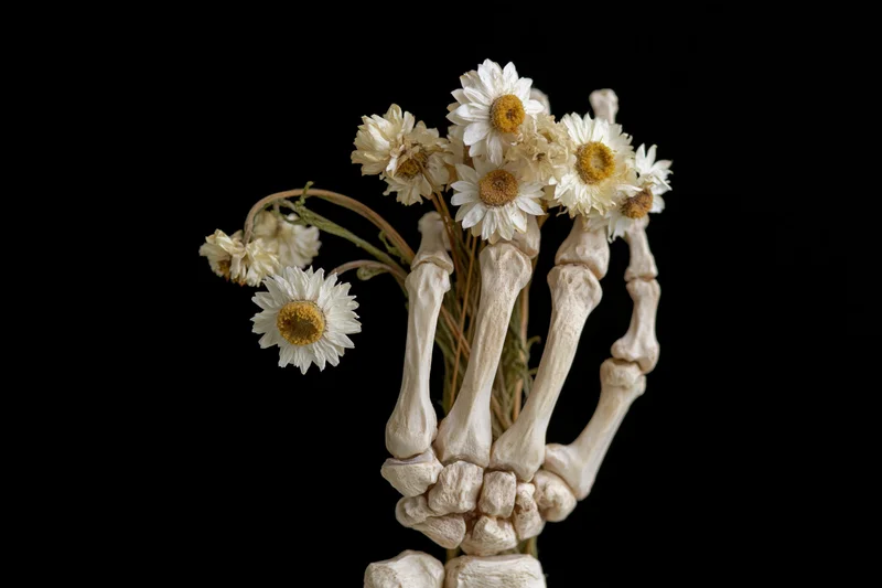 Skeletal hand holding a bundle of dried white daisies against black background