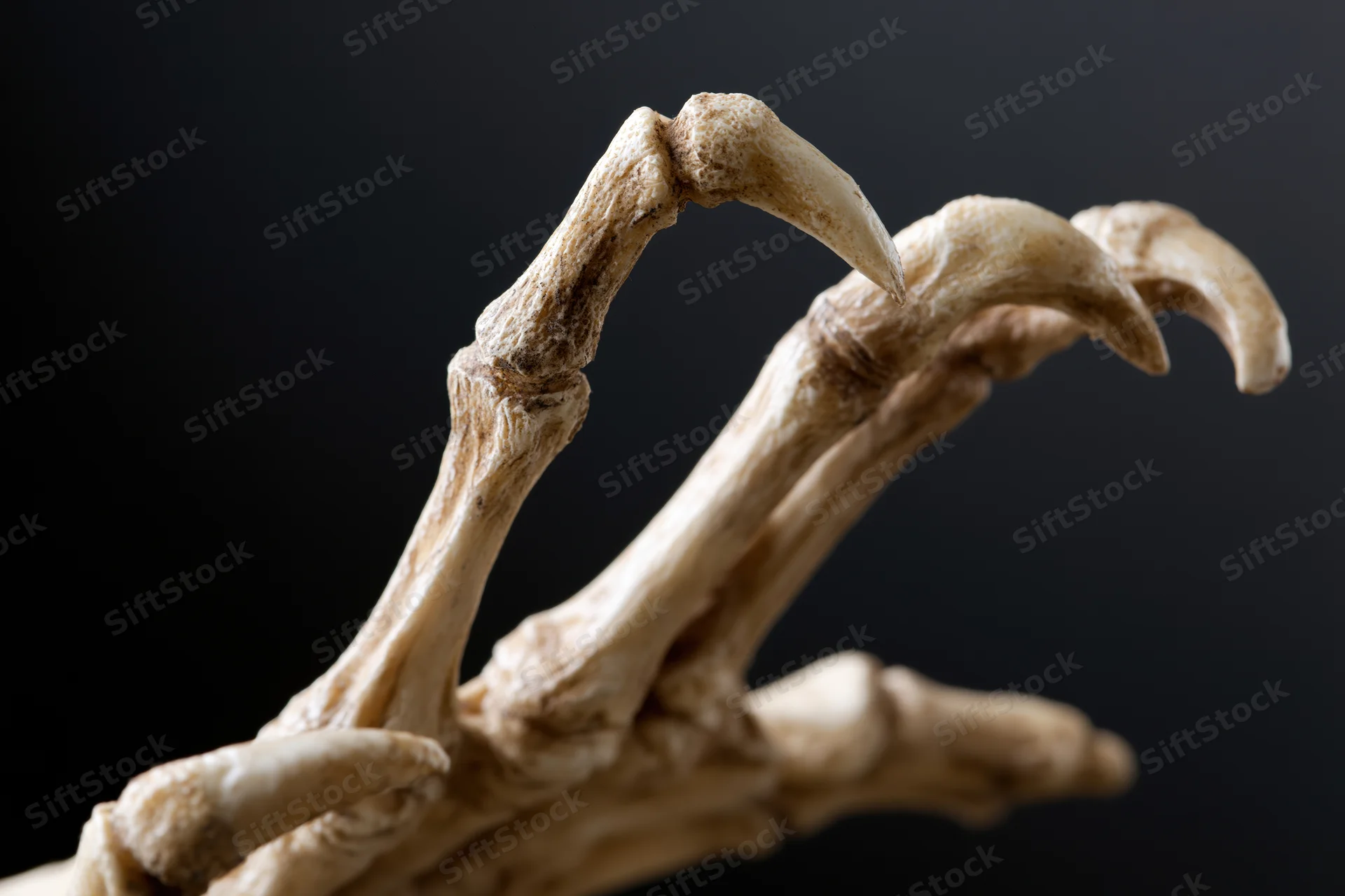Skeletal hand with clawed fingers reaching upward against dark background