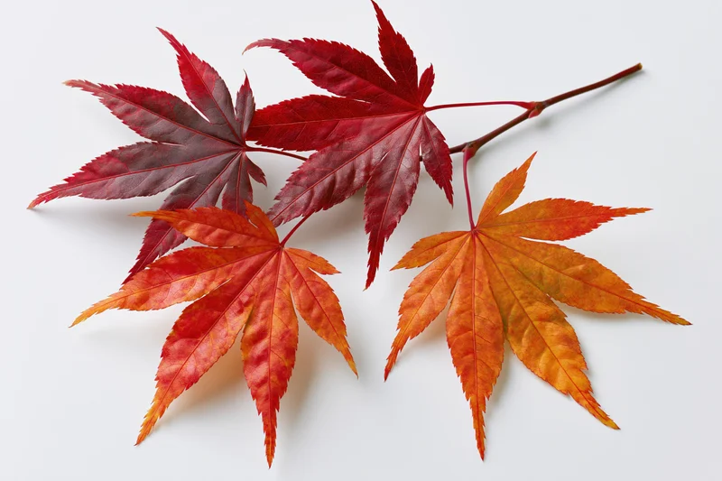 Five autumn maple leaves arranged on a white surface