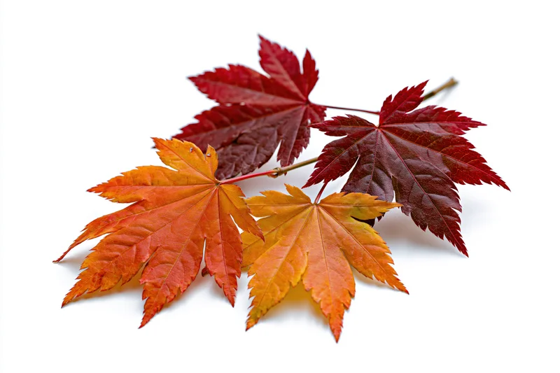 Five autumn maple leaves arranged on a white background