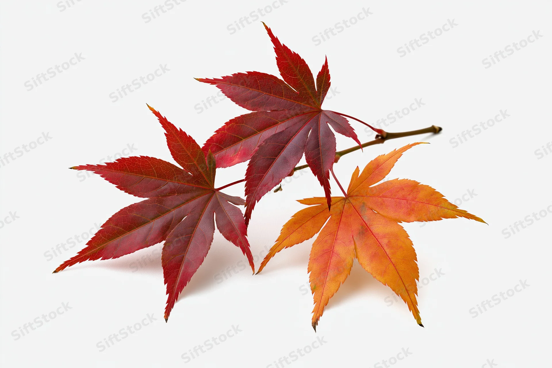 Three autumn maple leaves in red and orange hues arranged on a white background