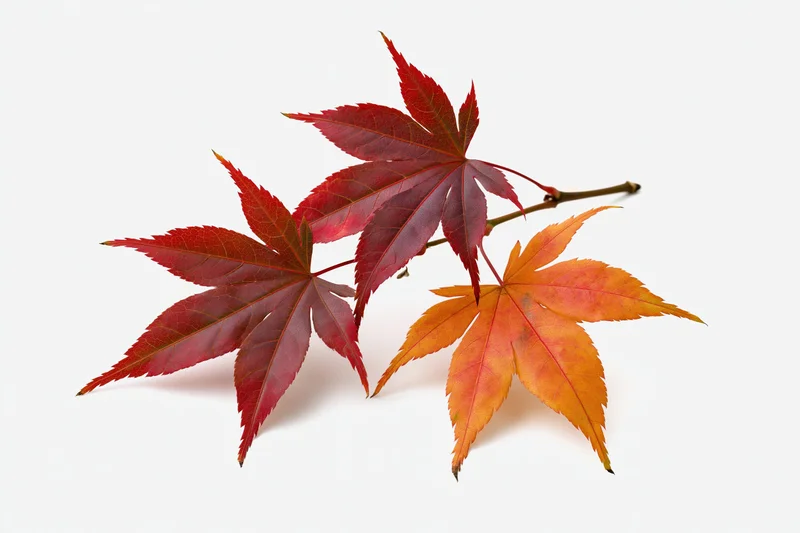 Three autumn maple leaves in red and orange hues arranged on a white background