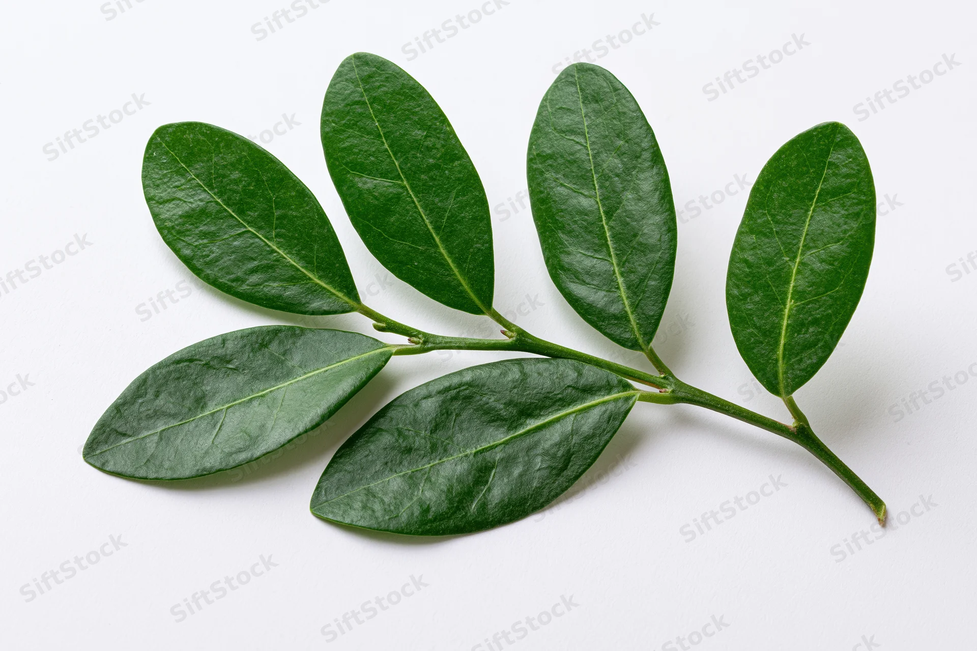 Green leafy branch with five oval leaves arranged alternately on a white background