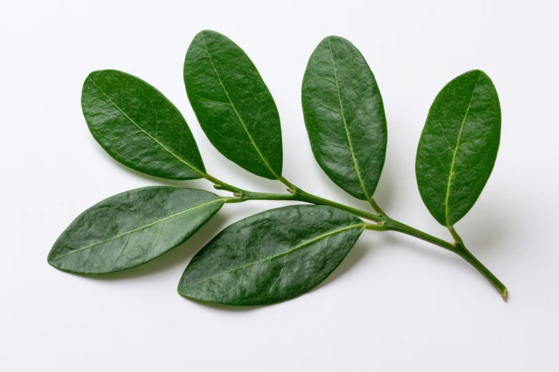 Green leafy branch with five oval leaves arranged alternately on a white background