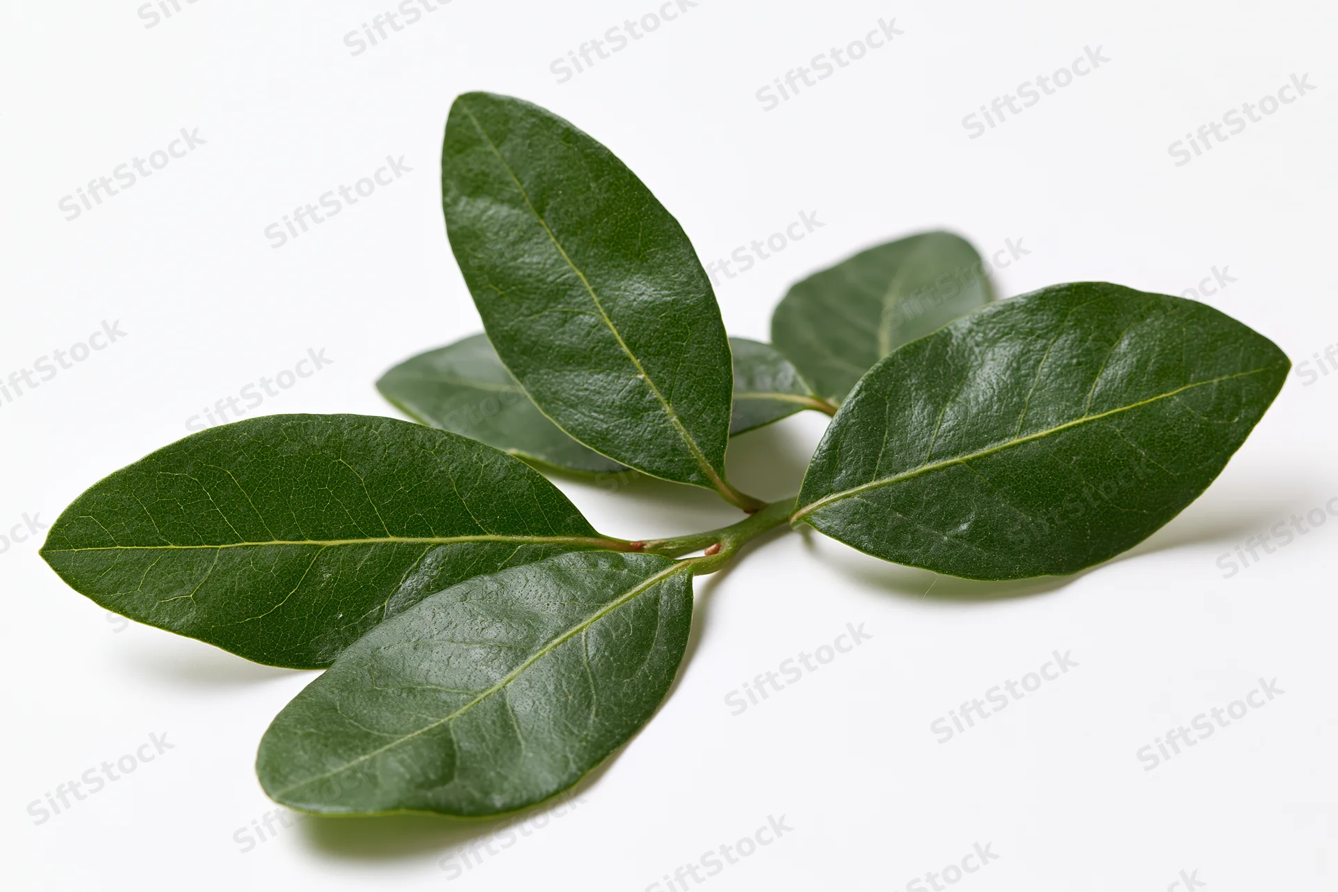 Bayleaf sprig with five oval leaves on white background