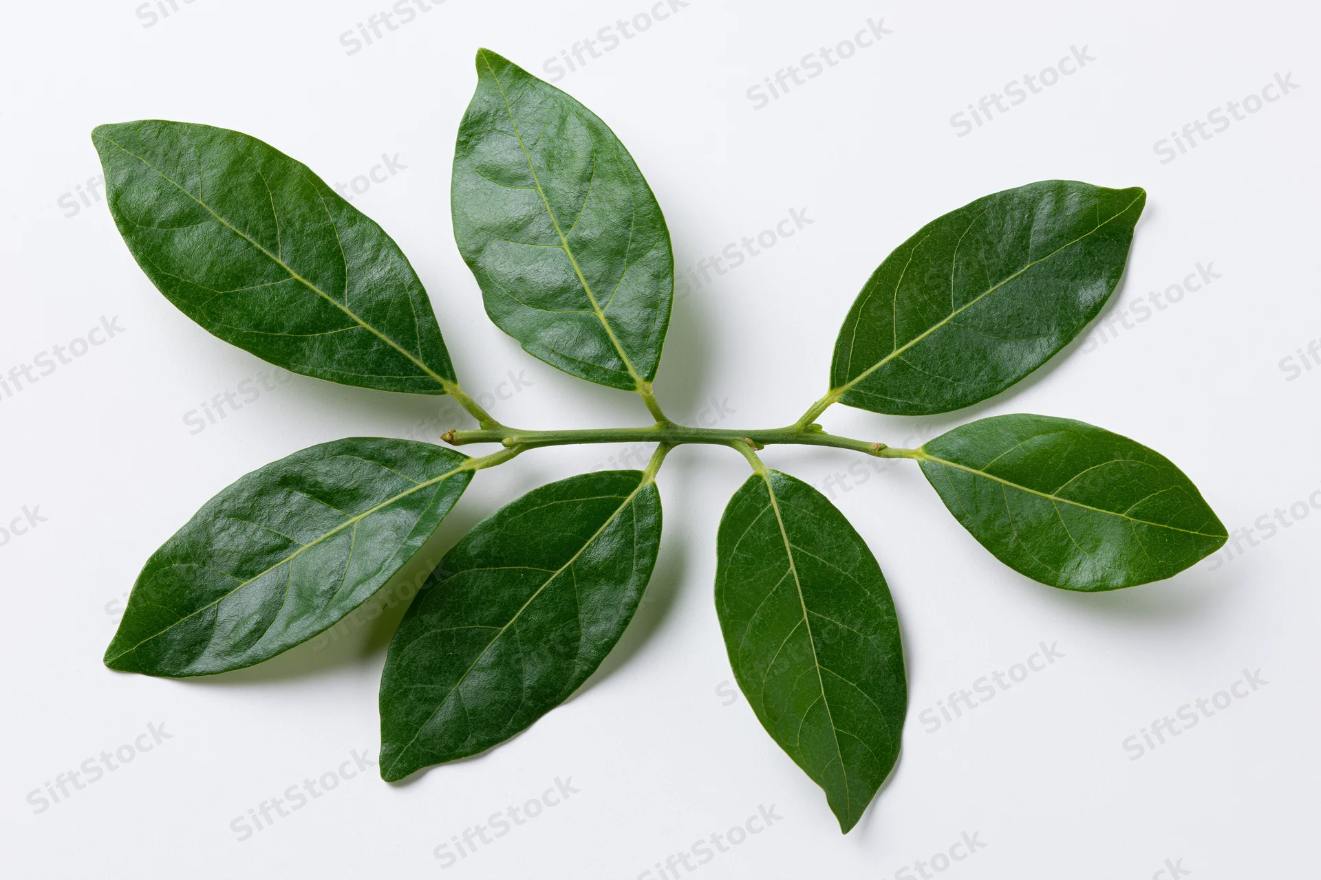 Green leafy branch with five oval leaves arranged alternately on white background