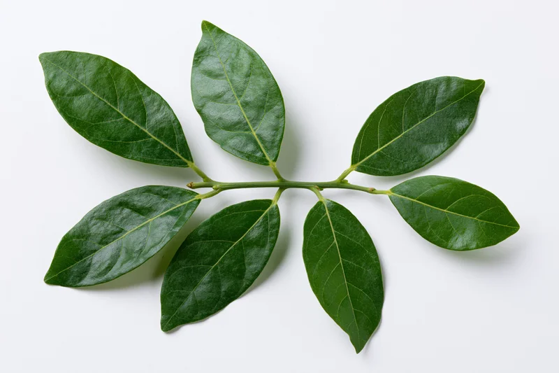 Green leafy branch with five oval leaves arranged alternately on white background