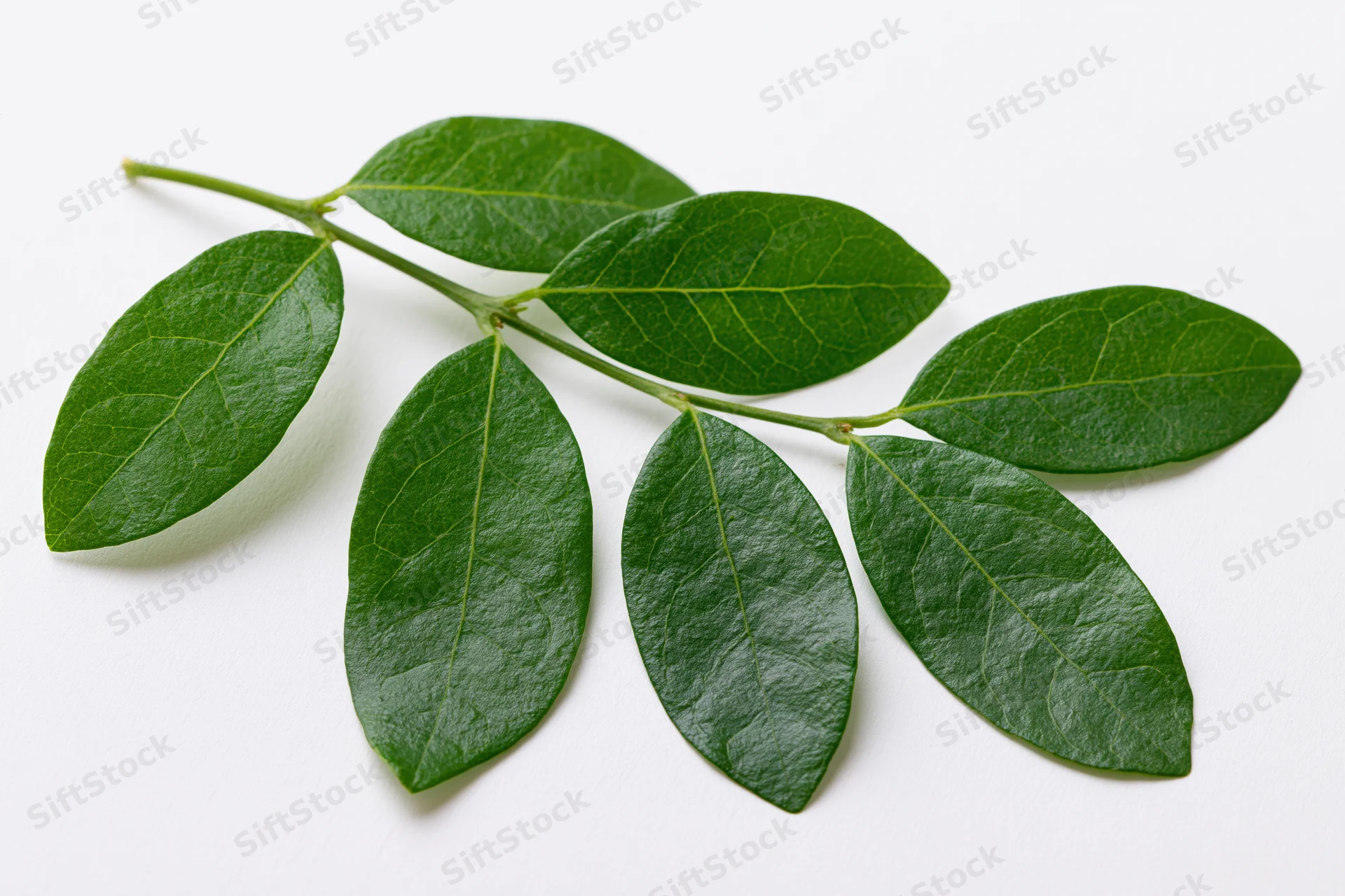 Green leafy branch with five oval leaves arranged alternately on white background