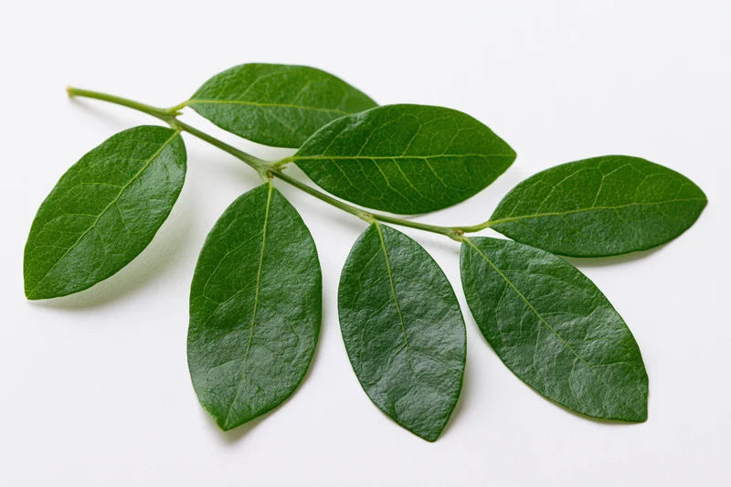 Green leafy branch with five oval leaves arranged alternately on white background