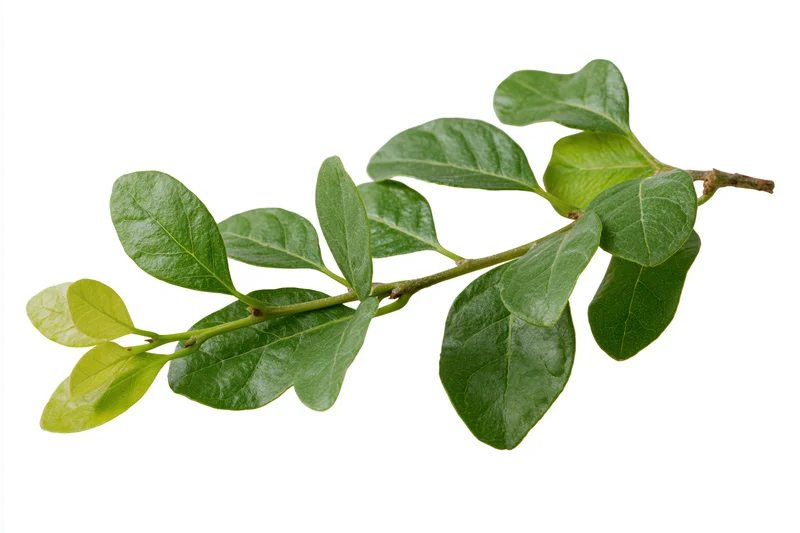 A small green leafy branch with oval leaves arranged along a stem isolated on white
