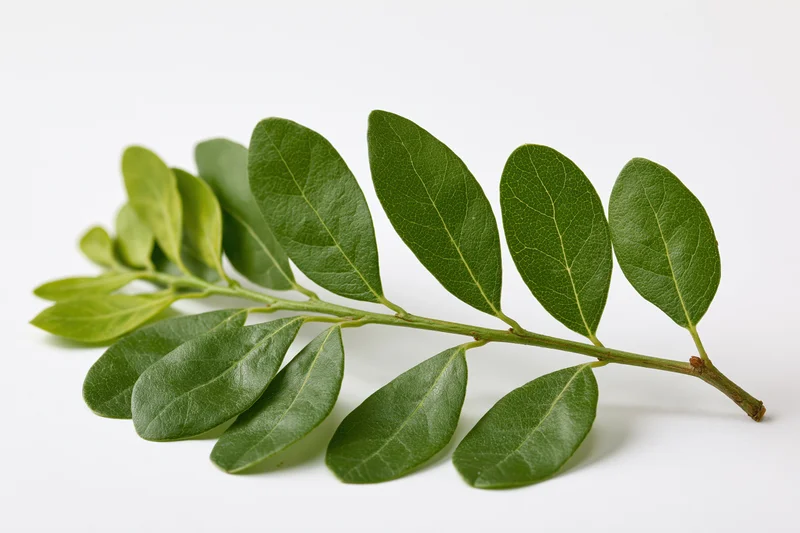 A green leafy branch with oval leaves arranged along a stem on a white background
